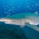 Illustration for article titled Atlantic Shipwreck Graveyard May Be Key Habitat for Imperiled Sharks